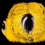 Duvet jaune de l'abeille (sombrero) .?כובע פרווה או גב של דבורה